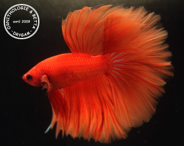 Projet jaune : HM orange x HM orange (Acte II) Male_210