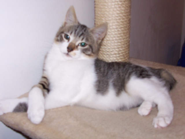 JAzz, chatonne seal point de 3 mois environ et son frère Ravel, petit chaton tigré et blanc de 3 mois Ravel_16