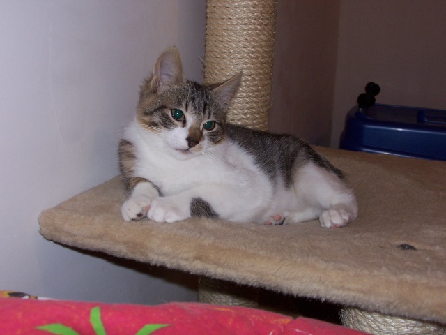 JAzz, chatonne seal point de 3 mois environ et son frère Ravel, petit chaton tigré et blanc de 3 mois Ravel_23