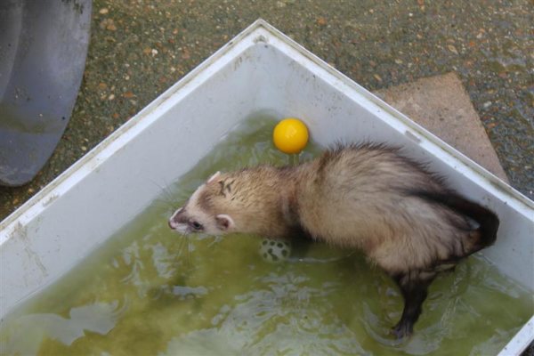 [AUTRES] Martyr,Sauvage,Victime, et Sadique(furet)refuge FREE 12868510