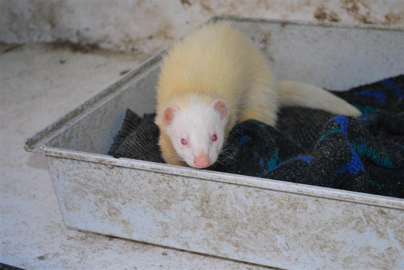 Christmas(furet) refuge FREE Christ14