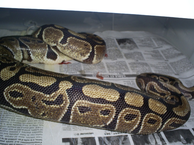 Voici comment ont mangent chez moi!!(python regius) S5032619