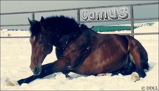 Camus - Etalon - Holstein Camus10