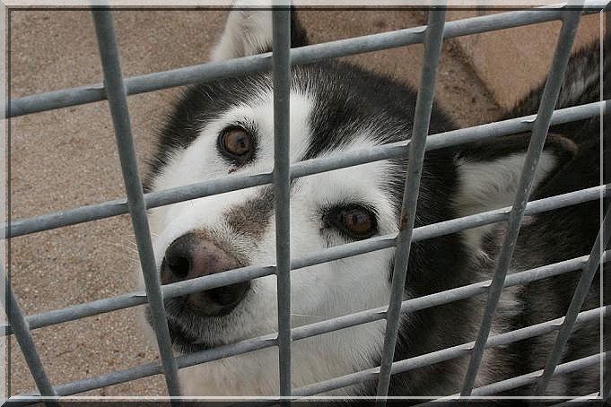 TROYÏKA HUSKY 10 ans  REF une magnifique fille (51) ADOPTEE Img_4511