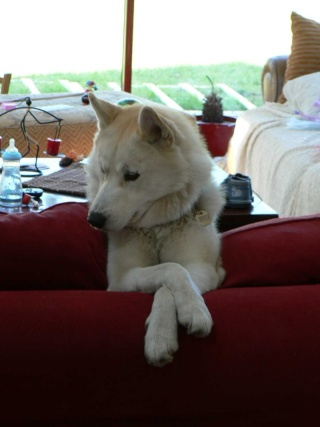 CISKO husky mâle 2ans / ASSO TAIGA (45) ADOPTE - Page 3 Pooki_10