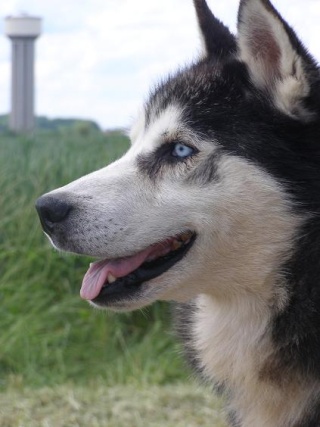 REX magnifique mâle husky de 4 ans. Asso TAIGA (45) ADOPTE - Page 2 Rex28m11