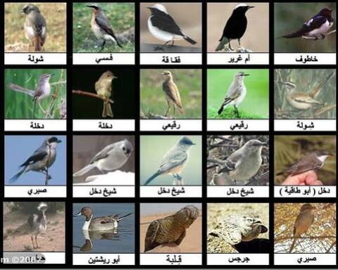 انواع طيور واسمائها
