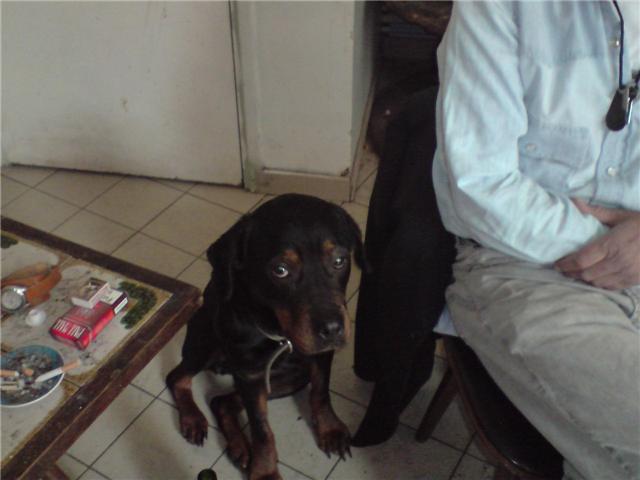 URGENT pour SALY ROTT Femelle  de 4 ans Sally10