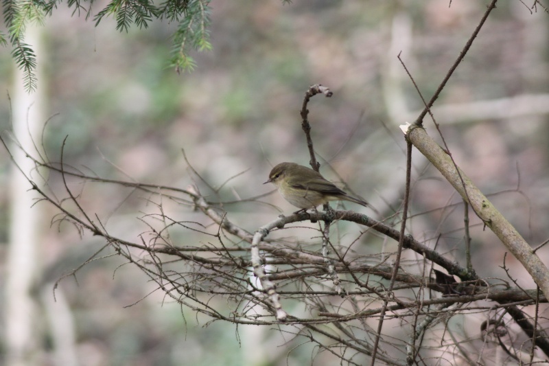 Il tait une fois en foret Img_0115