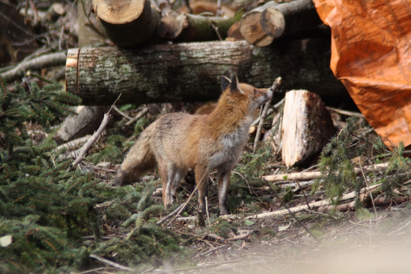 Il tait une fois en foret Img_0117