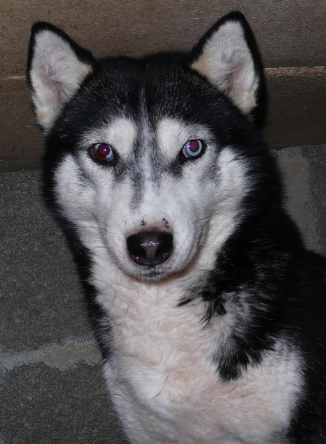 WINNIE et PALOMA mini croisée husky condamnées au refuge ADOPTEES - Page 9 P1050619