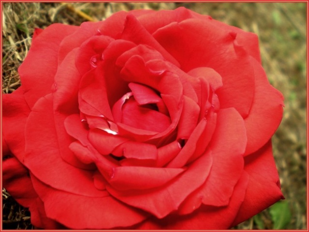 Rose Rouge. Rose10