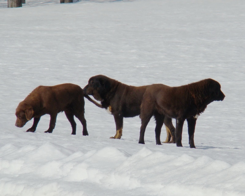 Animaux de compagnie! Peintu13