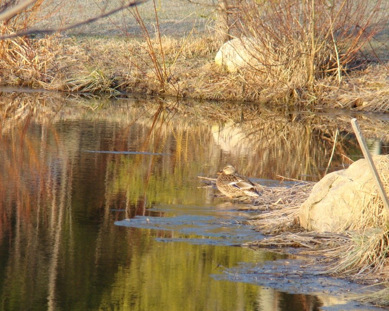 mes premiers canards cette année sur mon ptit lac (viro) Photo_37