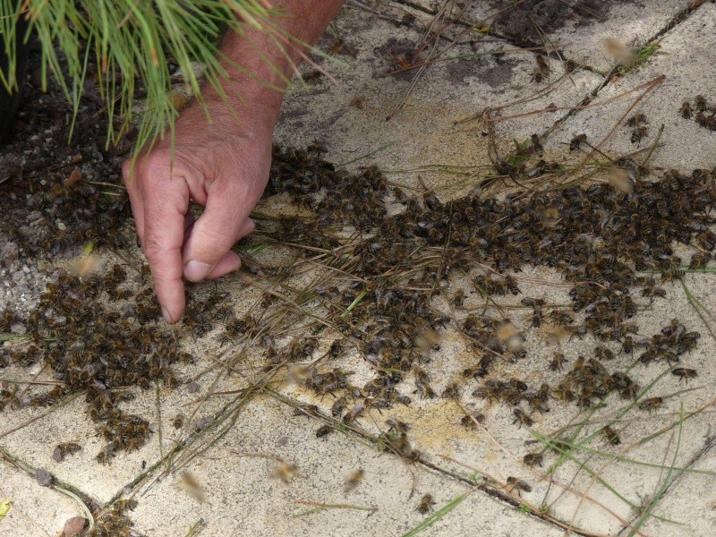 [Apis mellifera] essaim d'abeilles Abeill12