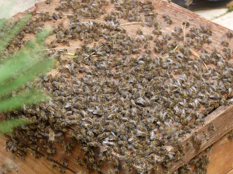 [Apis mellifera] essaim d'abeilles Abeill13