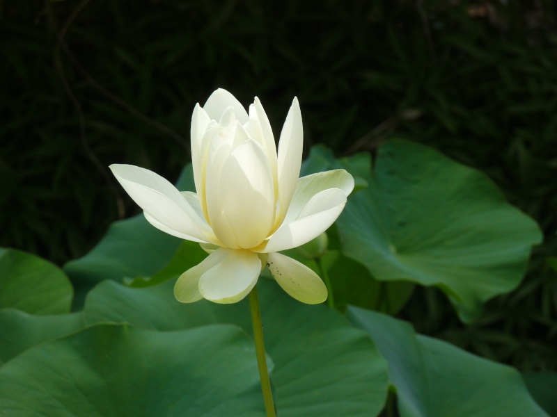 Nelumbo nucifera, Lotus sacré Bambou10