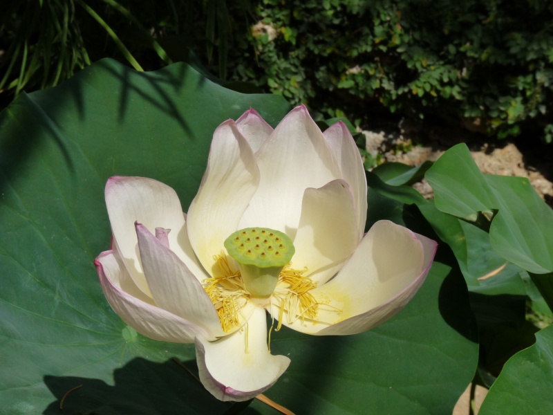 Nelumbo nucifera, Lotus sacré Bambou13