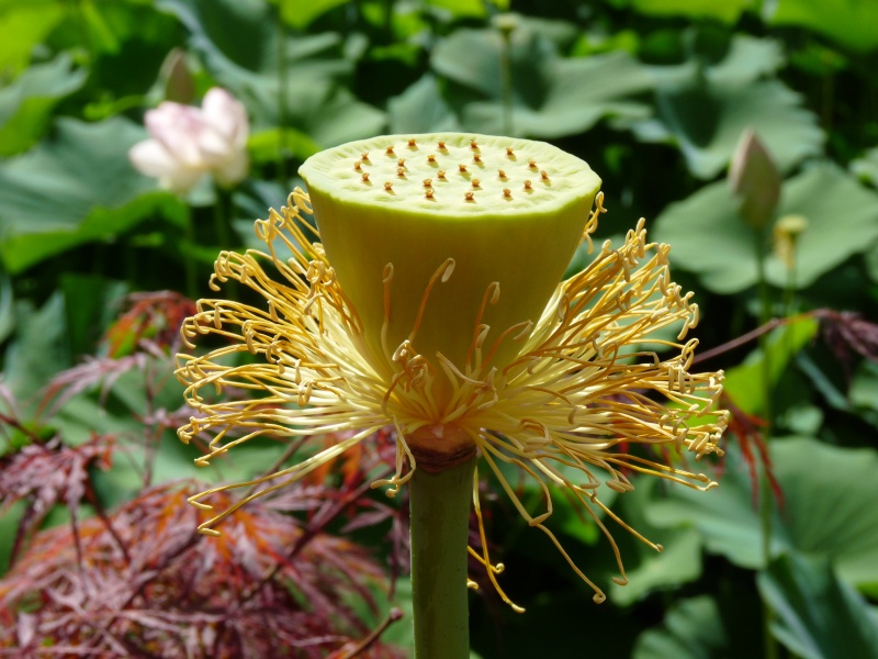Nelumbo nucifera, Lotus sacré Bambou14