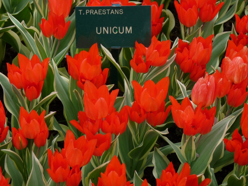 florilège de tulipes au parc du Keukenhof (Hollande) Keuken12