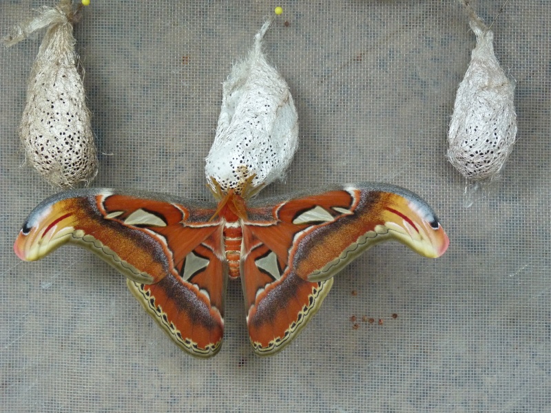 [Attacus atlas] Papillon cobra La_ser10