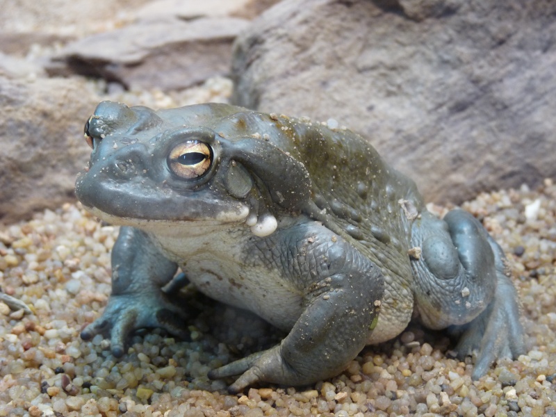 Bufo alvarius Parc_w30