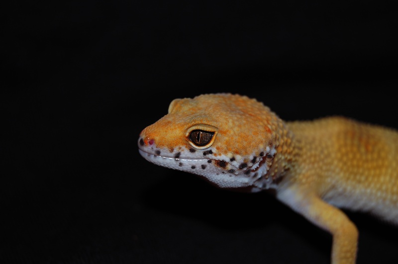 Mes petits potes (Paroedura Picta, Pachydactylus turneri,Hemiteconyx Caudicinctus,xenagama) Dsc_0330