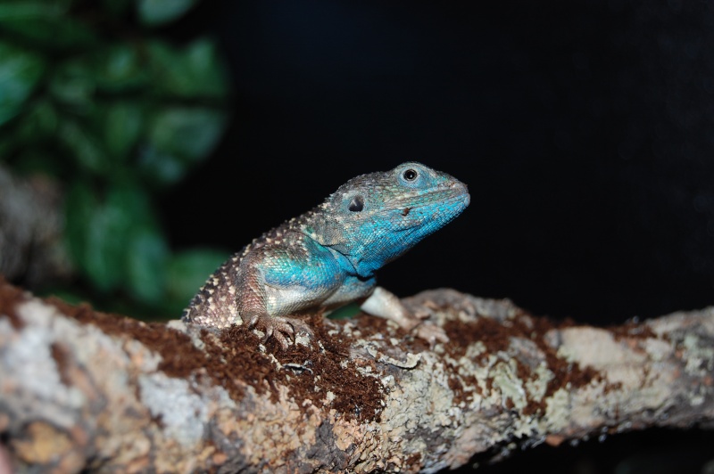 Mes petits potes (Paroedura Picta, Pachydactylus turneri,Hemiteconyx Caudicinctus,xenagama) Dsc_0816