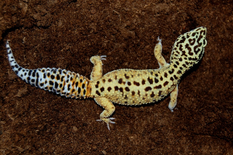 Mes petits potes (Paroedura Picta, Pachydactylus turneri,Hemiteconyx Caudicinctus,xenagama) Geckot10