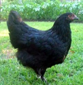 French Standards Marans in USA Immy111