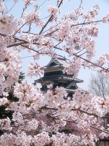 ~*~Sakura~*~ Le Cerisier du Japon 45919710