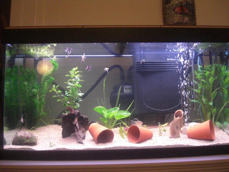 Aquarium 200 litres de zitoum Cimg1910