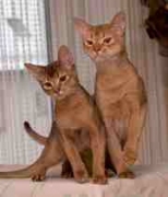 Katzen von A-Z   "Abessinier" 1141_210