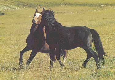 Les chevaux des Dragons Mustan10