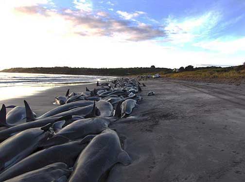 200 baleines échouées... et des Dauphins (Mars 2009) Tasman10