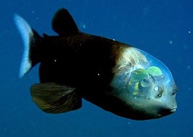 Une tête transparente pour un poisson très spécial ! Une-te10