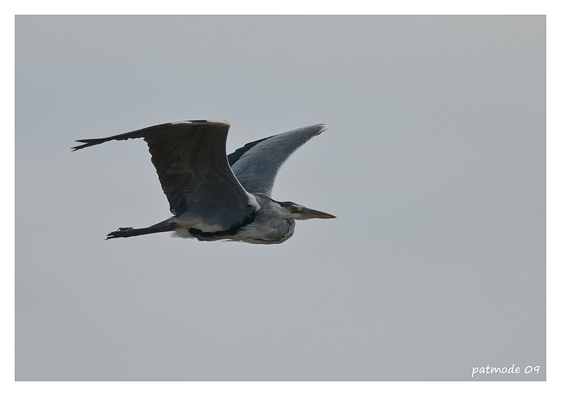 heron cendre Heron_11