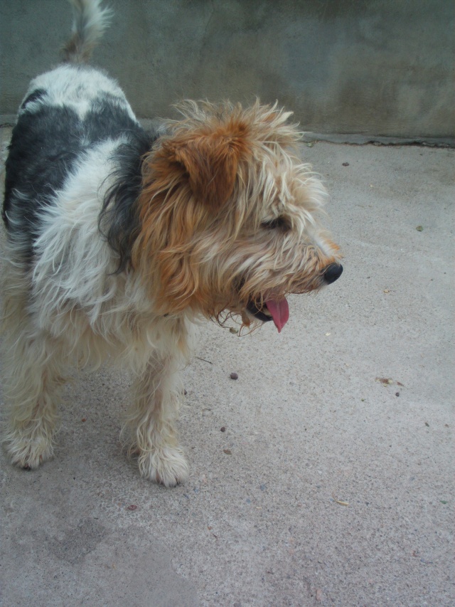 PARKER (croisé fox terrier) Chiens11