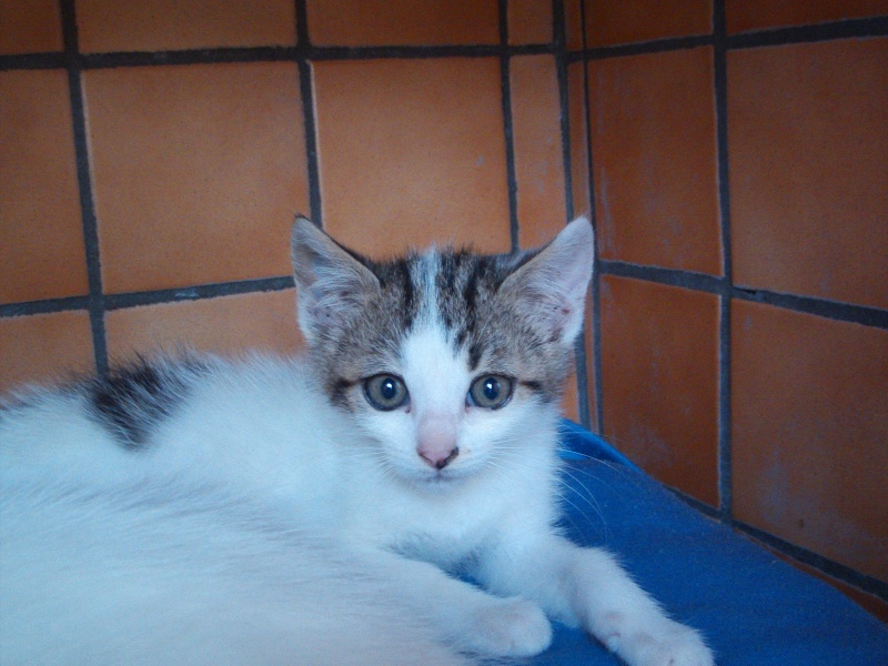 PAQUITO (chaton blanc) File0135