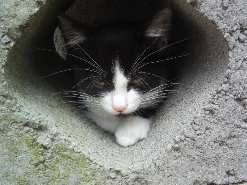 CHIPIE (chaton noir et blanc) File0152