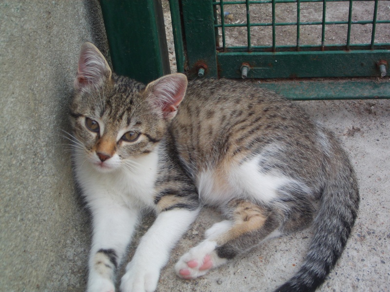 LOLITA (chaton blanche tigrée grise) File0262
