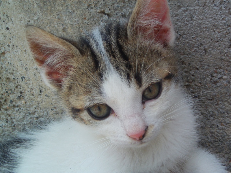 PAQUITO (chaton blanc) File0265