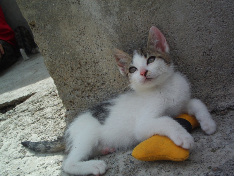 PAQUITO (chaton blanc) File0266