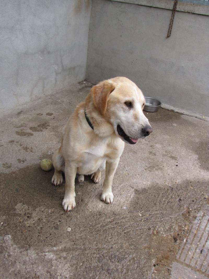 MUFFIN (croisé labrador) Img_0318