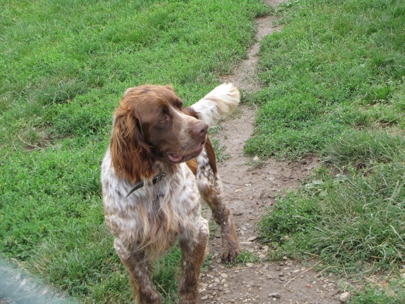 SUNNY (croisé springer mâle )" Img_0322