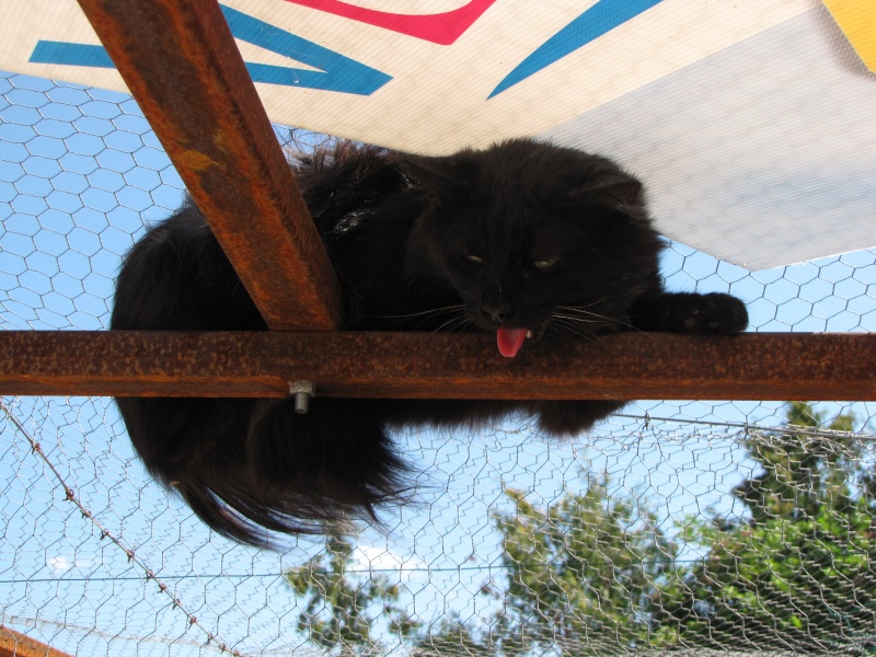 Trouvé à Vodable, chat croisé angora noir, Abysse. Img_0331