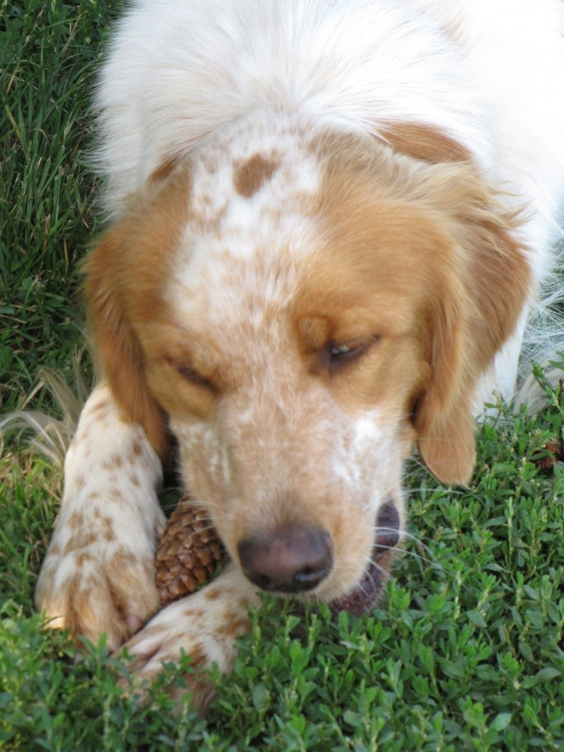 POPCORN ( setter/épagneul) Img_1027