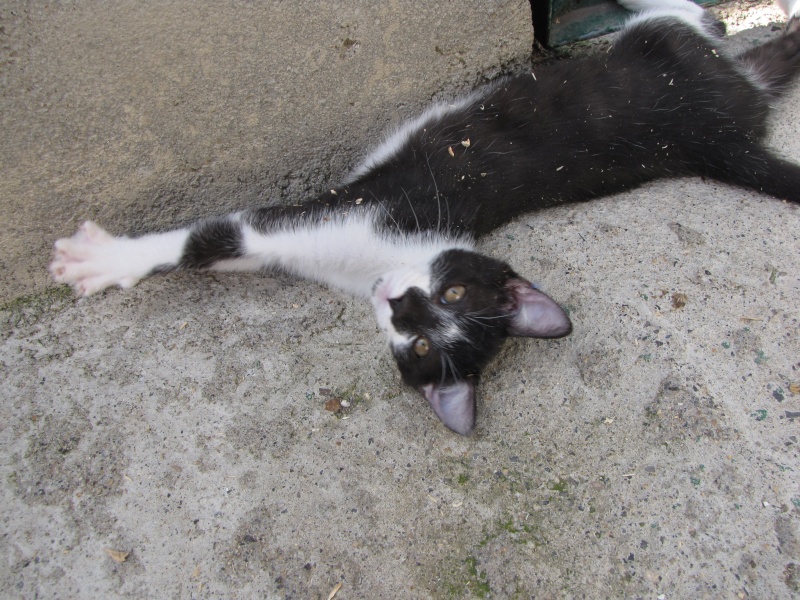 PHILO (chaton noir et blanc) Img_1459