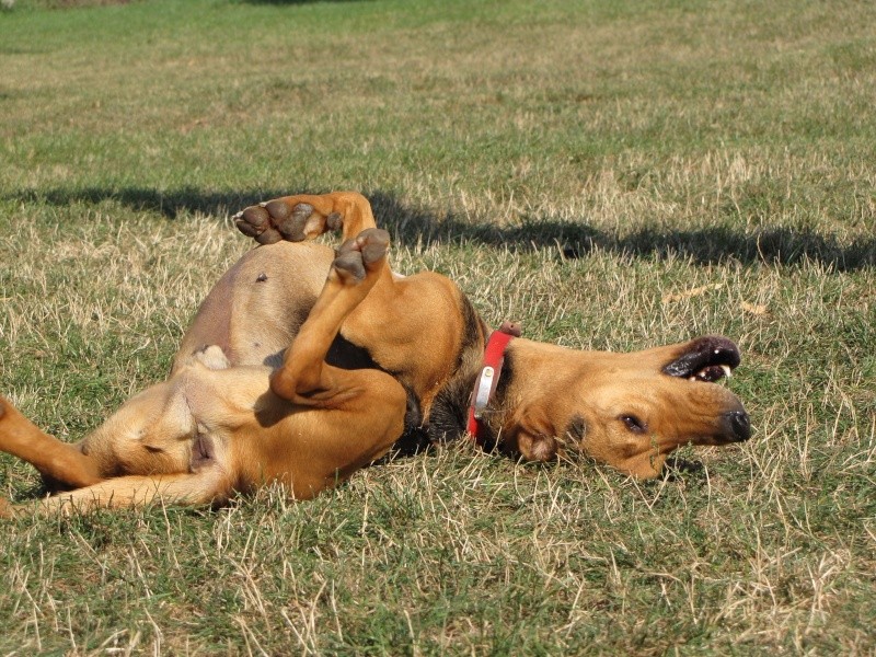 KEOPS et ZEUS'(adopté) (bruno du Jura) Img_1518