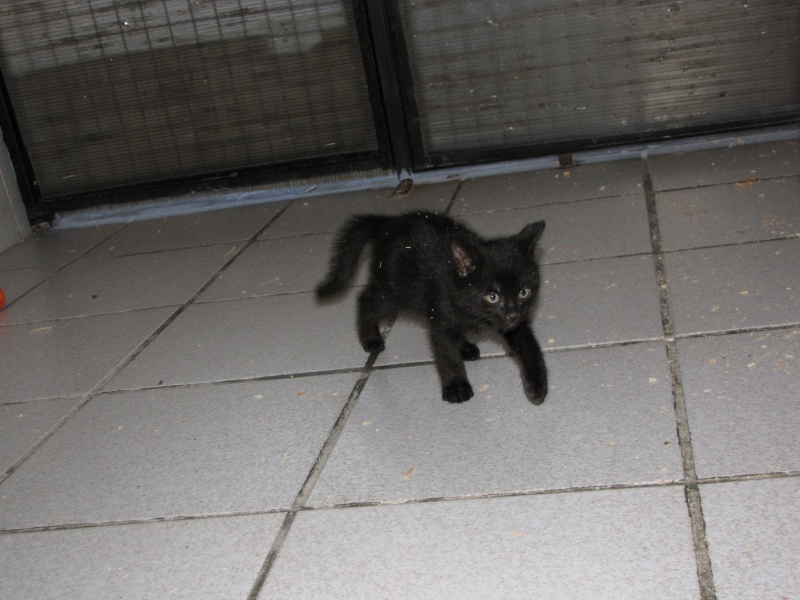 Cupidon (chaton noir) Img_1544